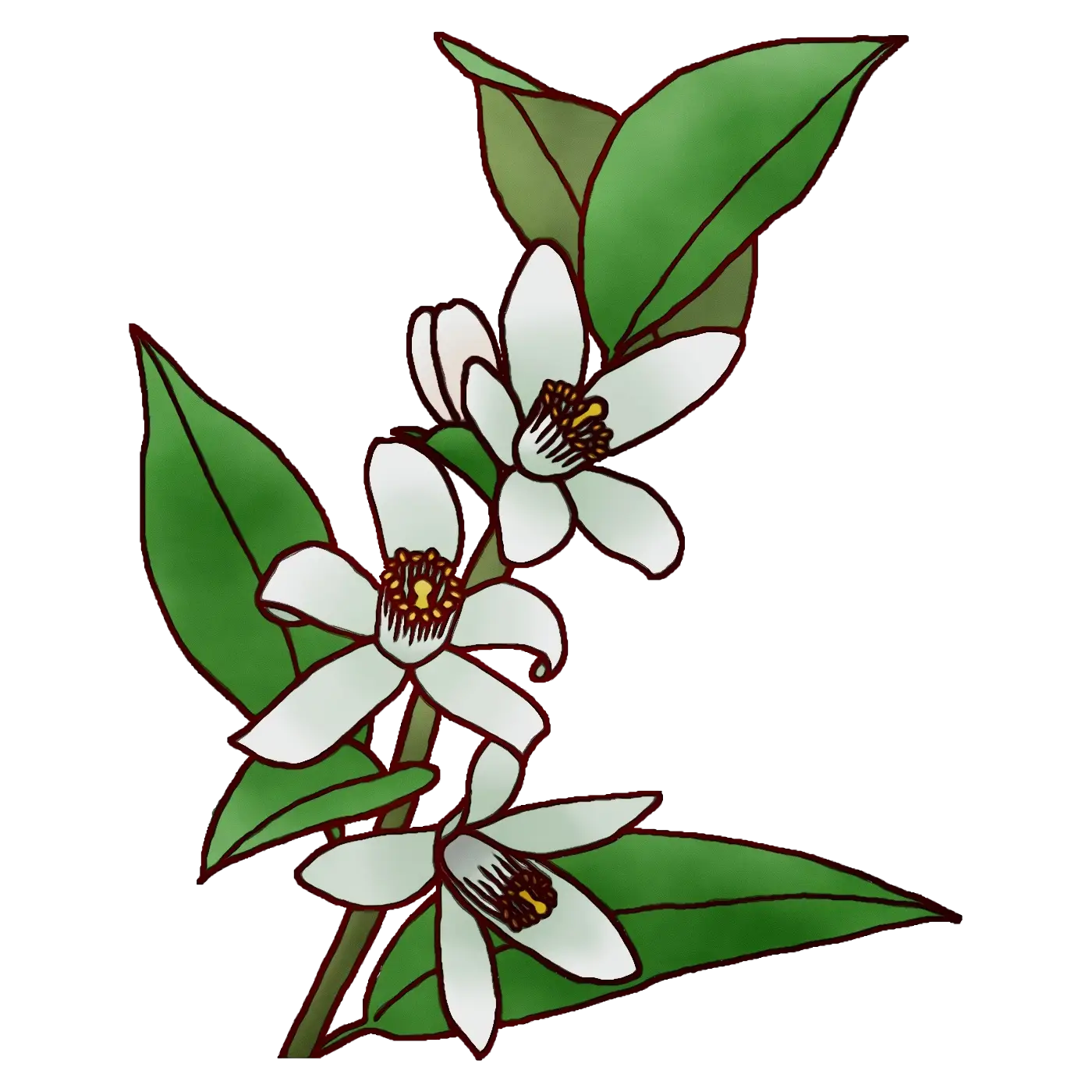 White Jasmine with Green Leaves