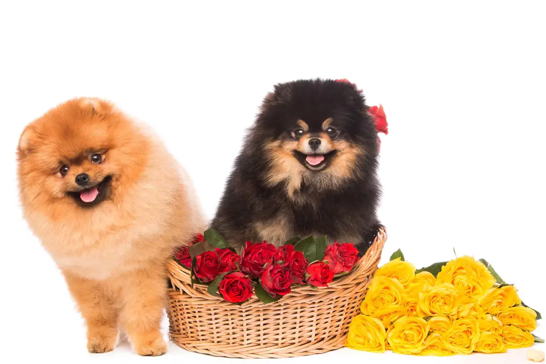 Two Fluffy Pomeranians with Roses