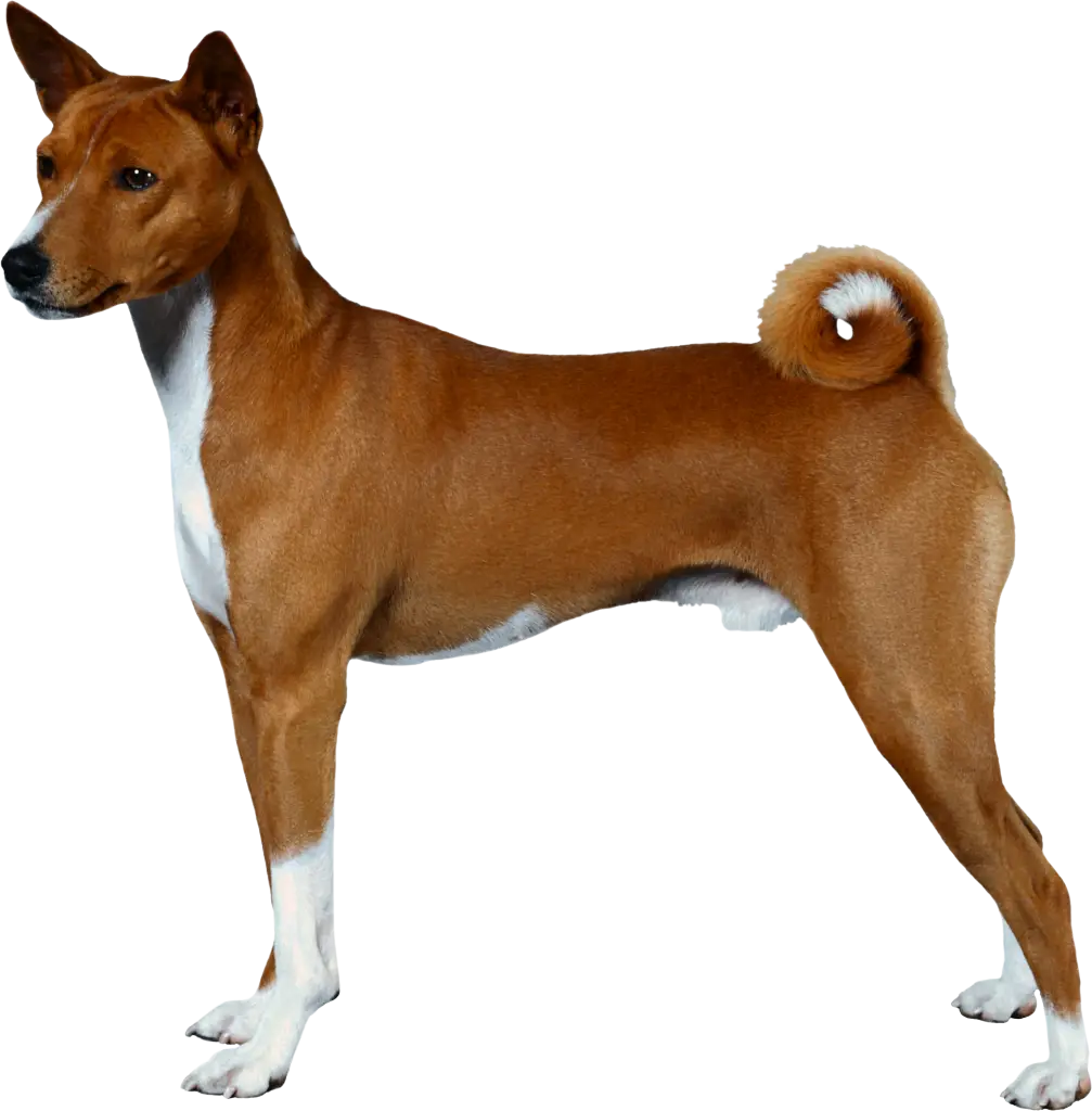 Standing Brown Dog in Profile View