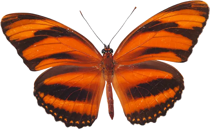 Orange-Banded Butterfly with Black Wings
