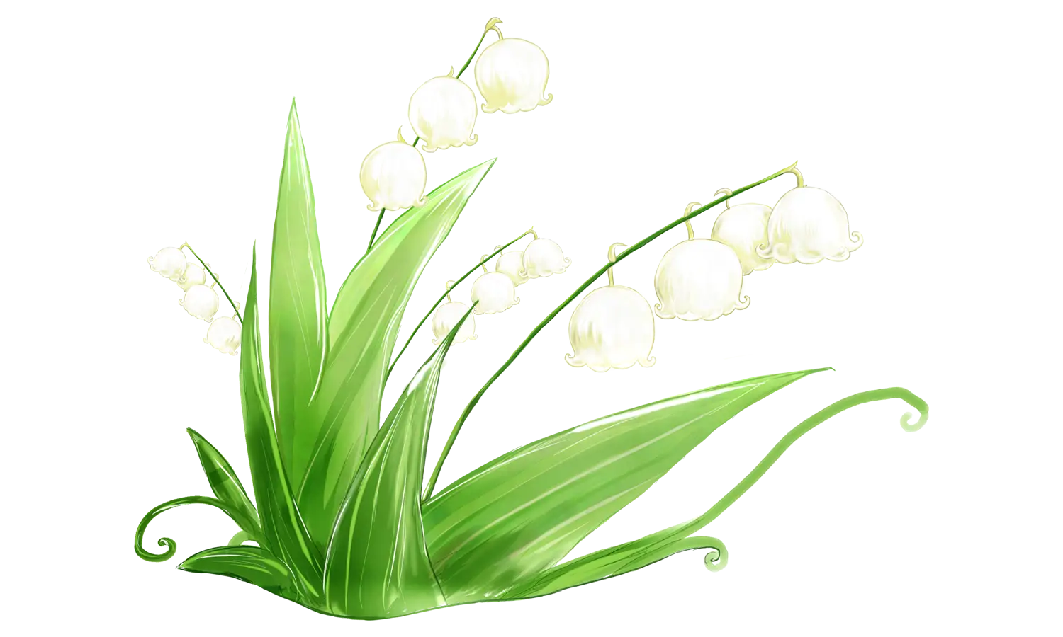 Lily of the Valley Illustration