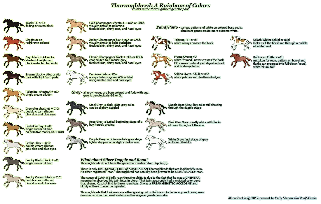 Thoroughbred Horse Colors Chart