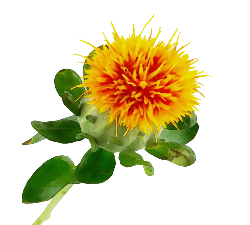 Yellow Flower with Green Leaves