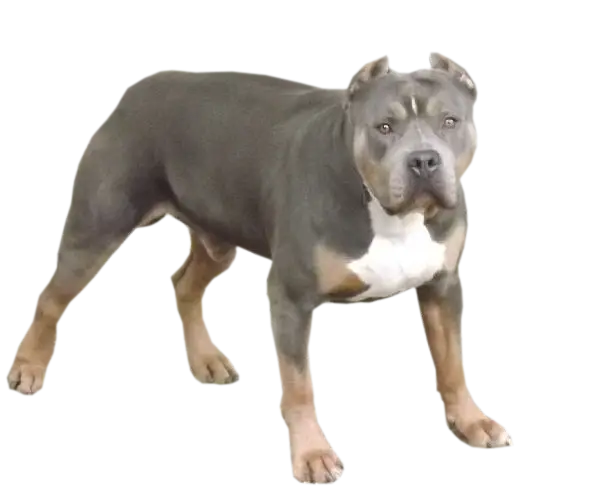 American Bully Dog in Standing Pose