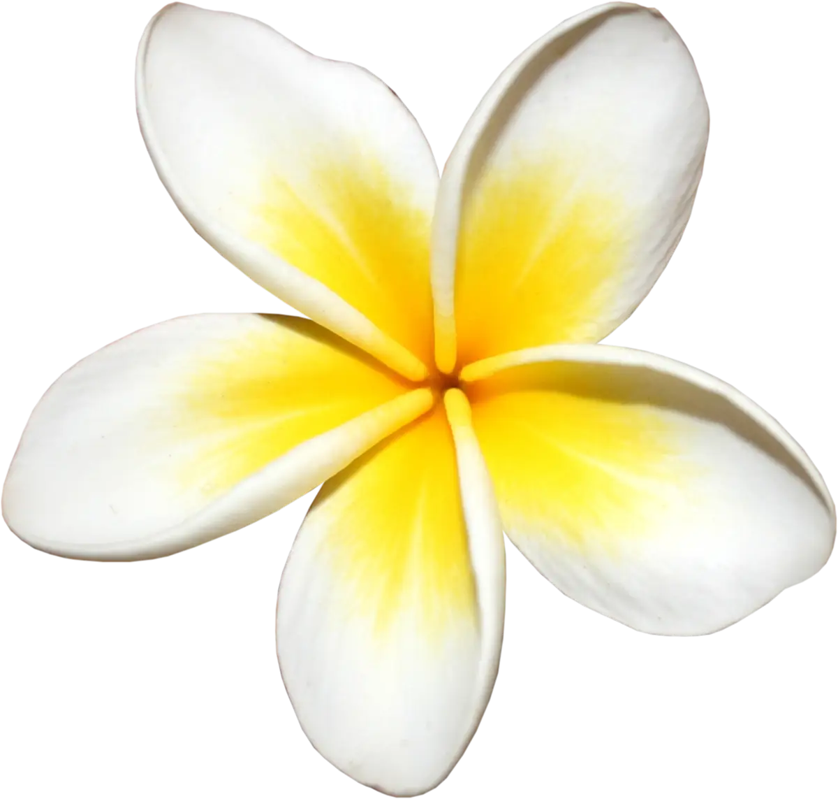 Frangipani Flower with White and Yellow Petals