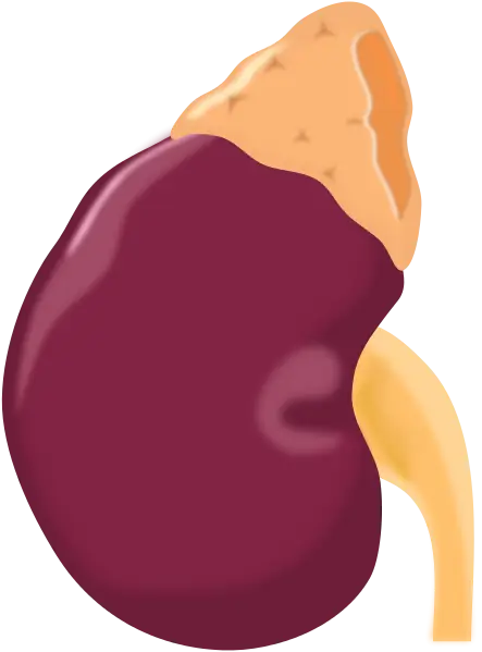 Human Kidney Illustration