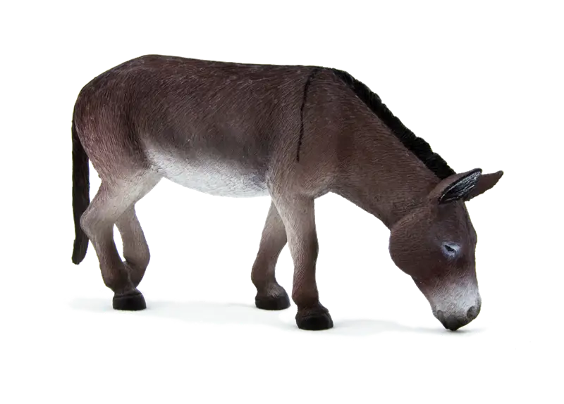 Brown Donkey Grazing