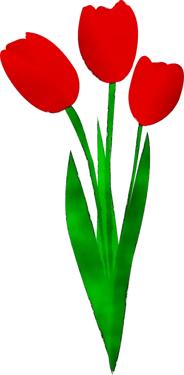 Red Tulips in Bloom