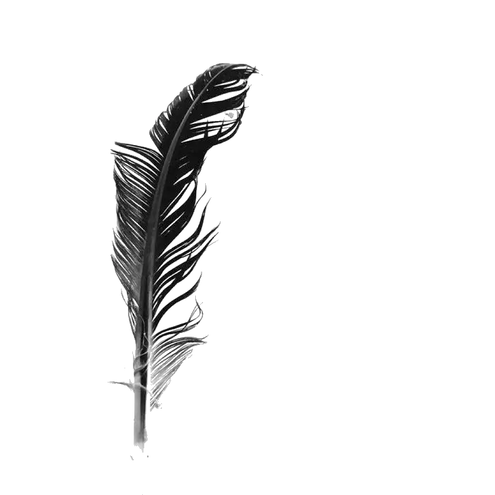 Black Feather on Transparent Background