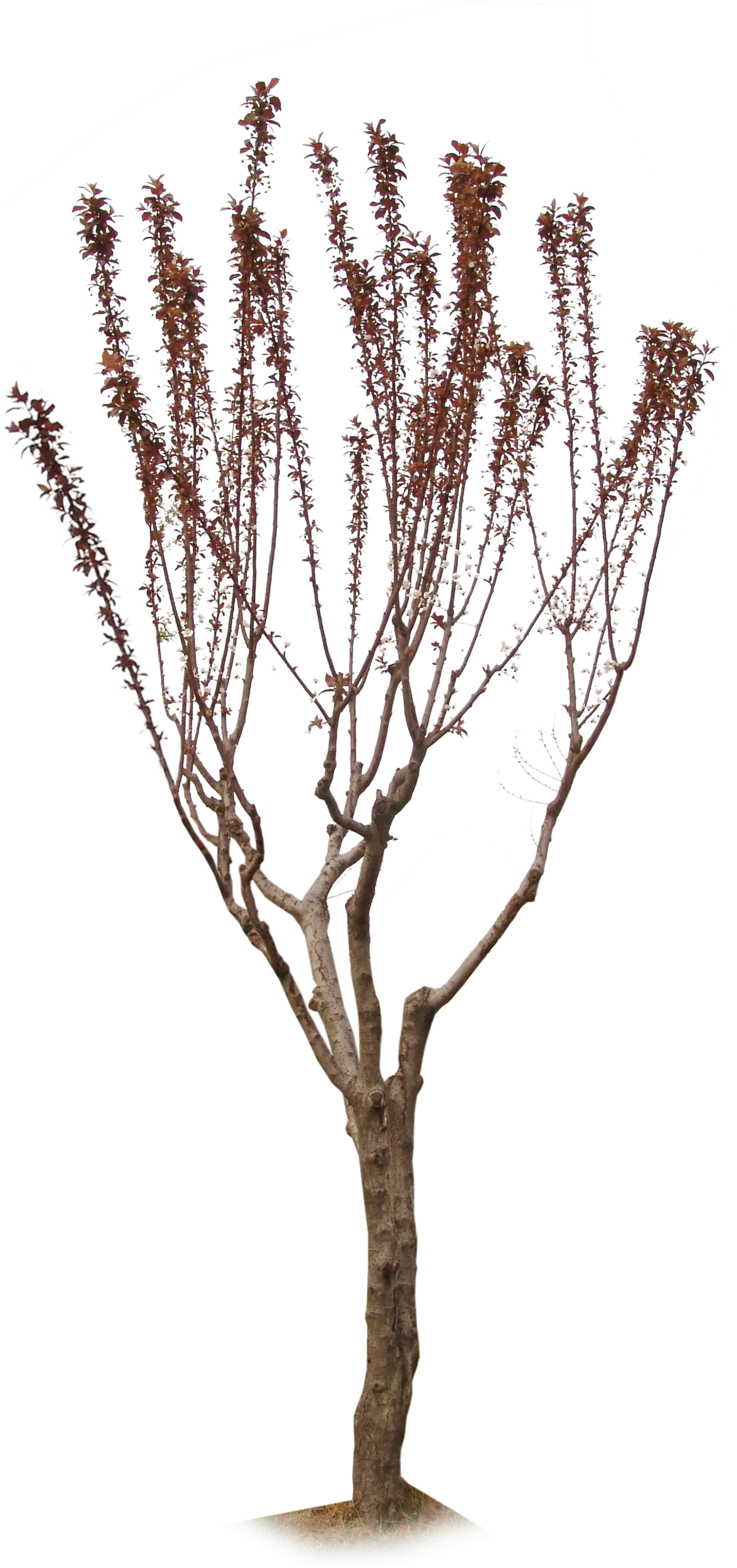 Bare Tree with Branches