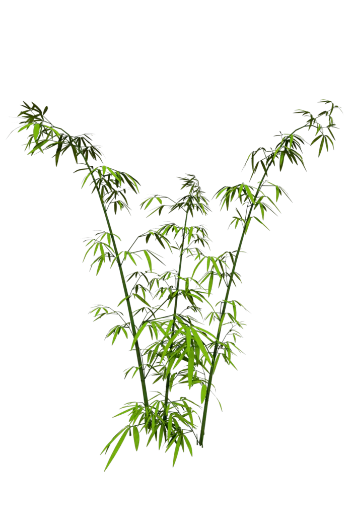 Green Bamboo Stalks Illustration