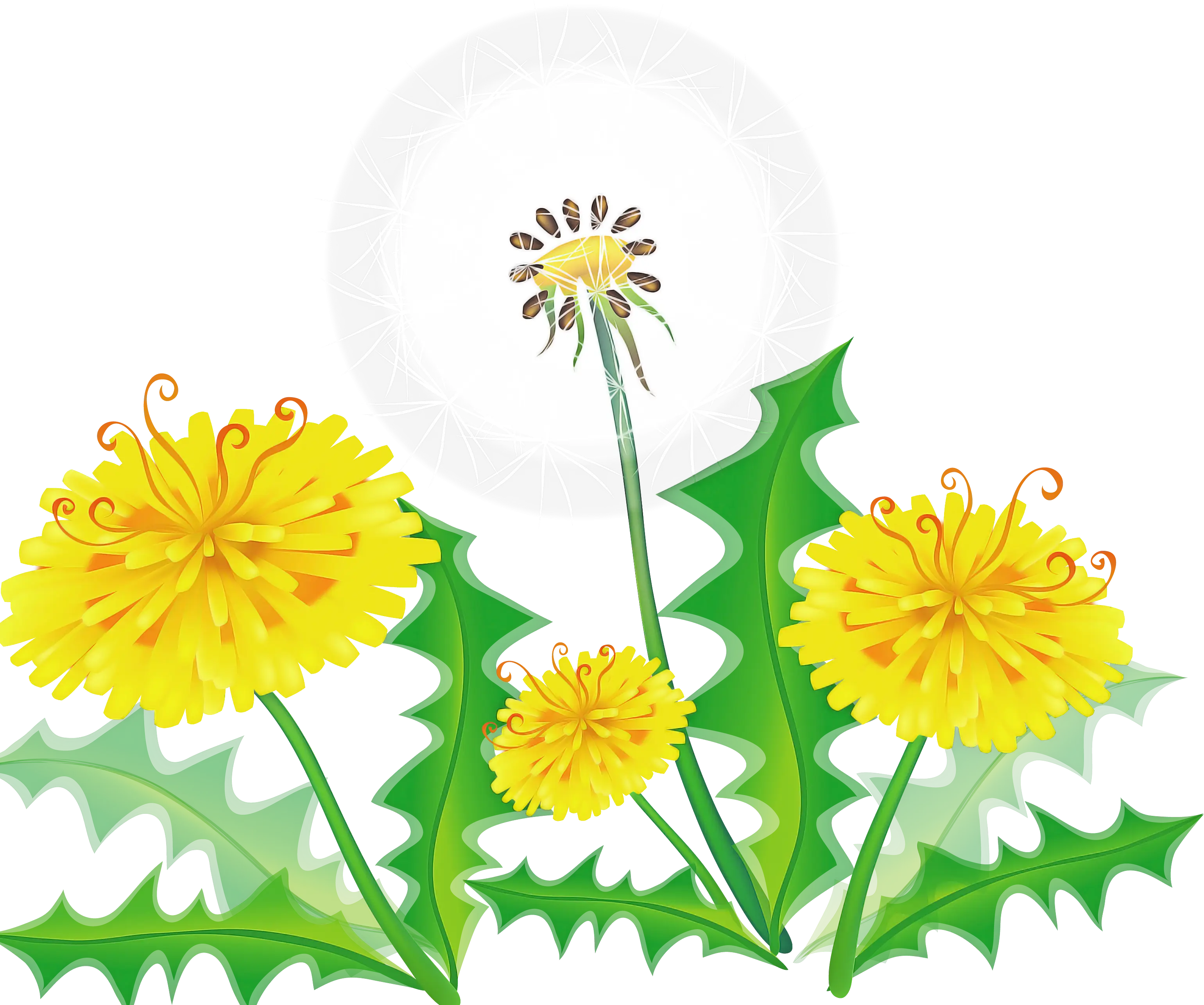 Yellow Dandelion Flowers and Seeds Design