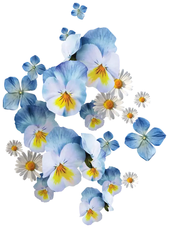 Beautiful Blue Flowers with Yellow Centers