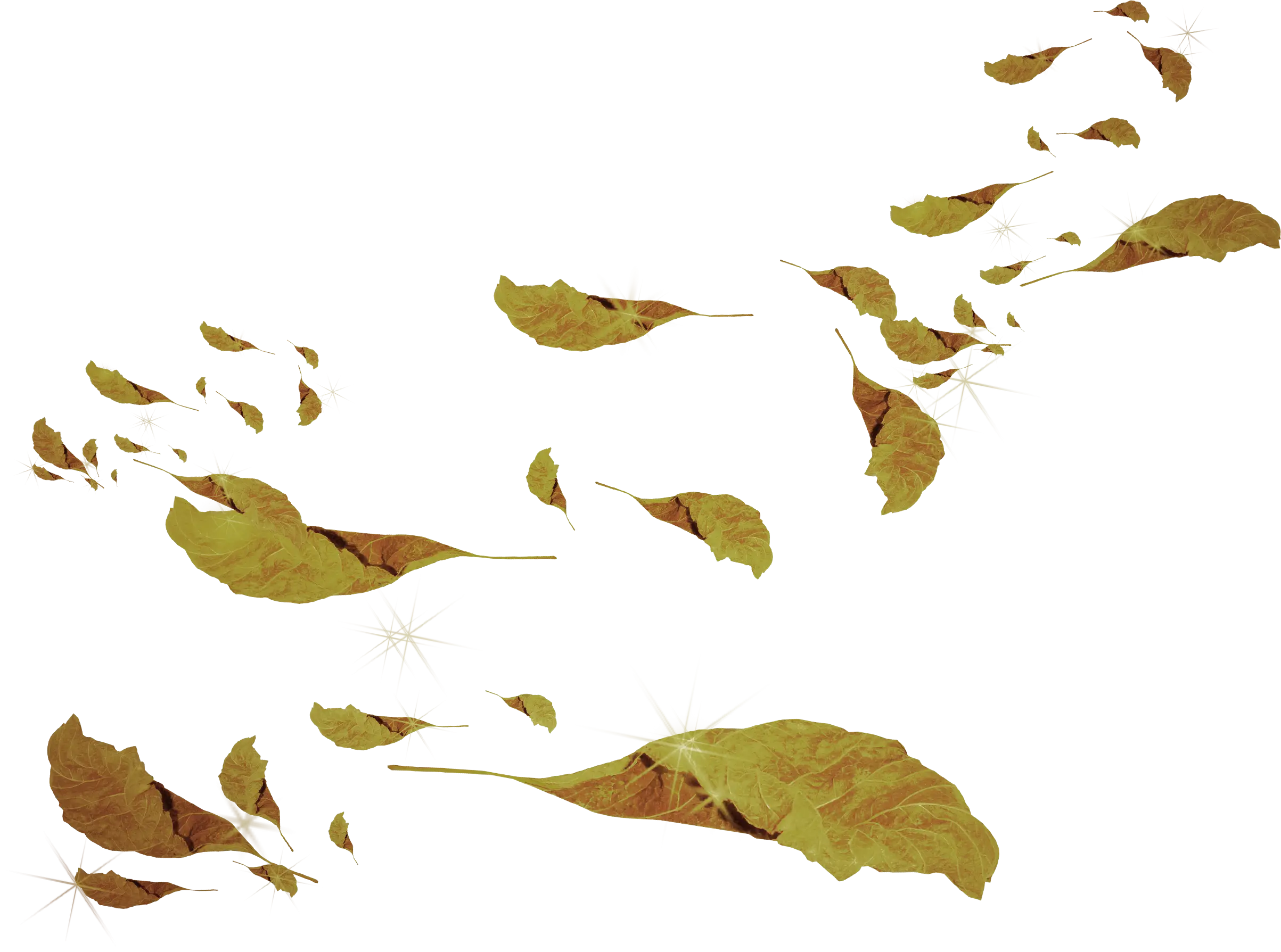 Autumn Leaves Falling in the Wind