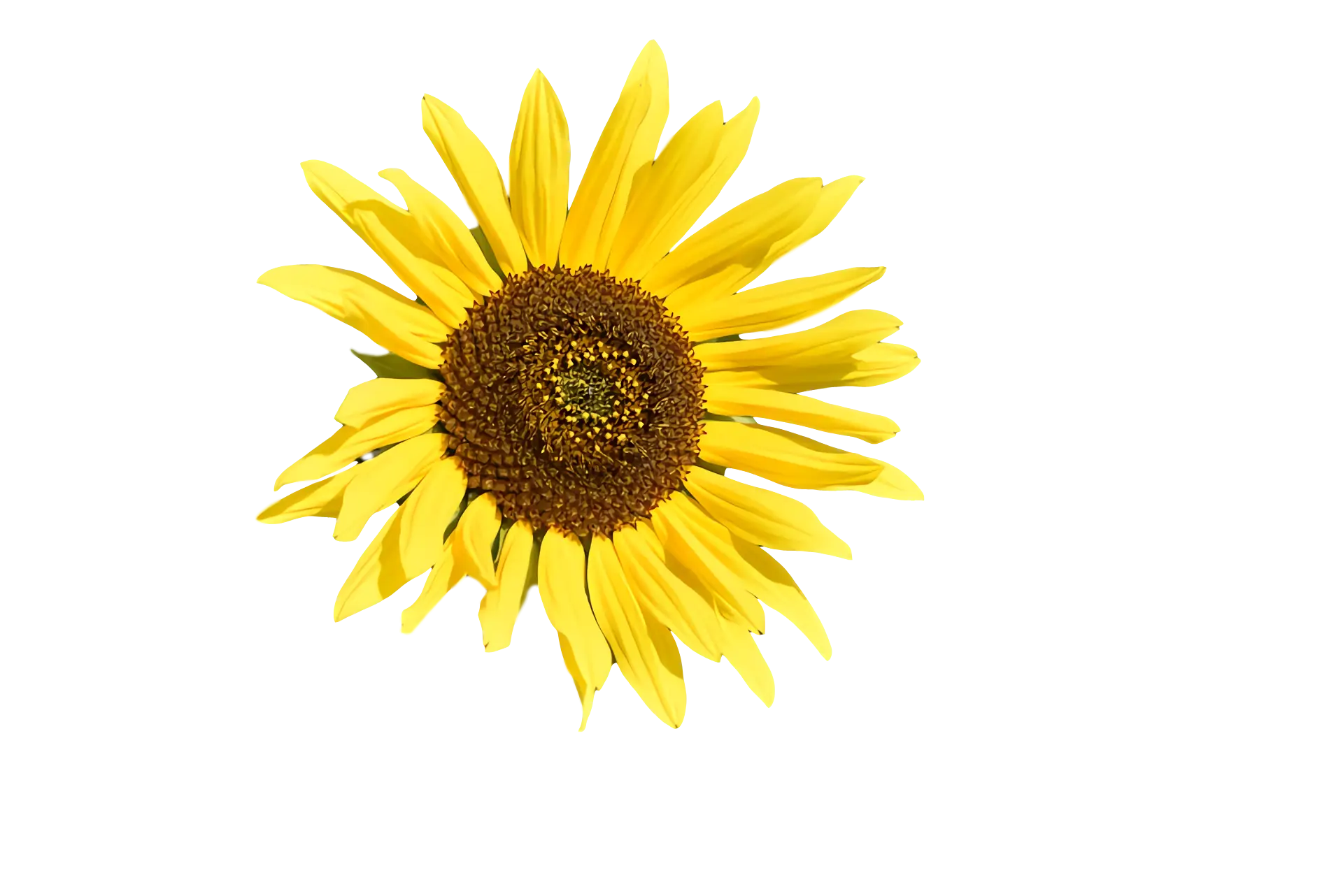 Bright Yellow Sunflower
