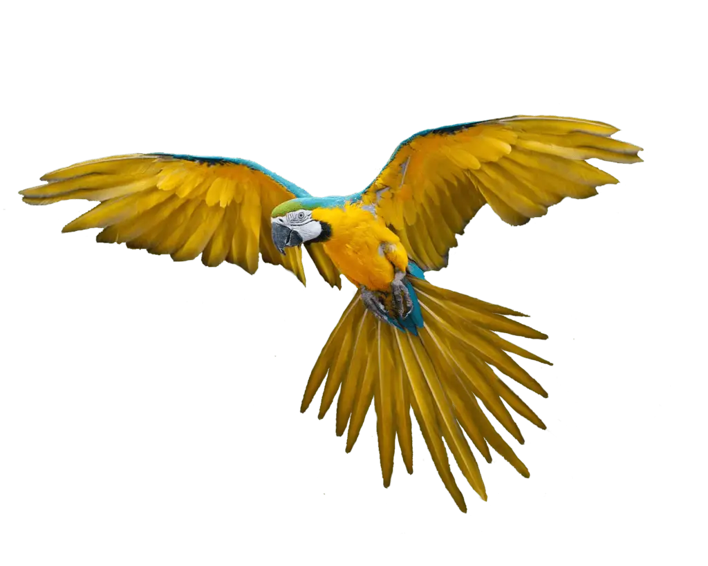 Yellow Macaw in Flight