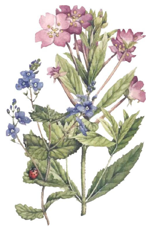 Wildflowers in Bloom
