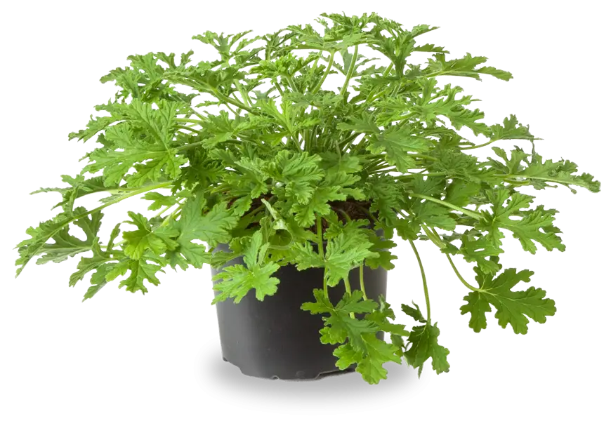 Green Potted Plant