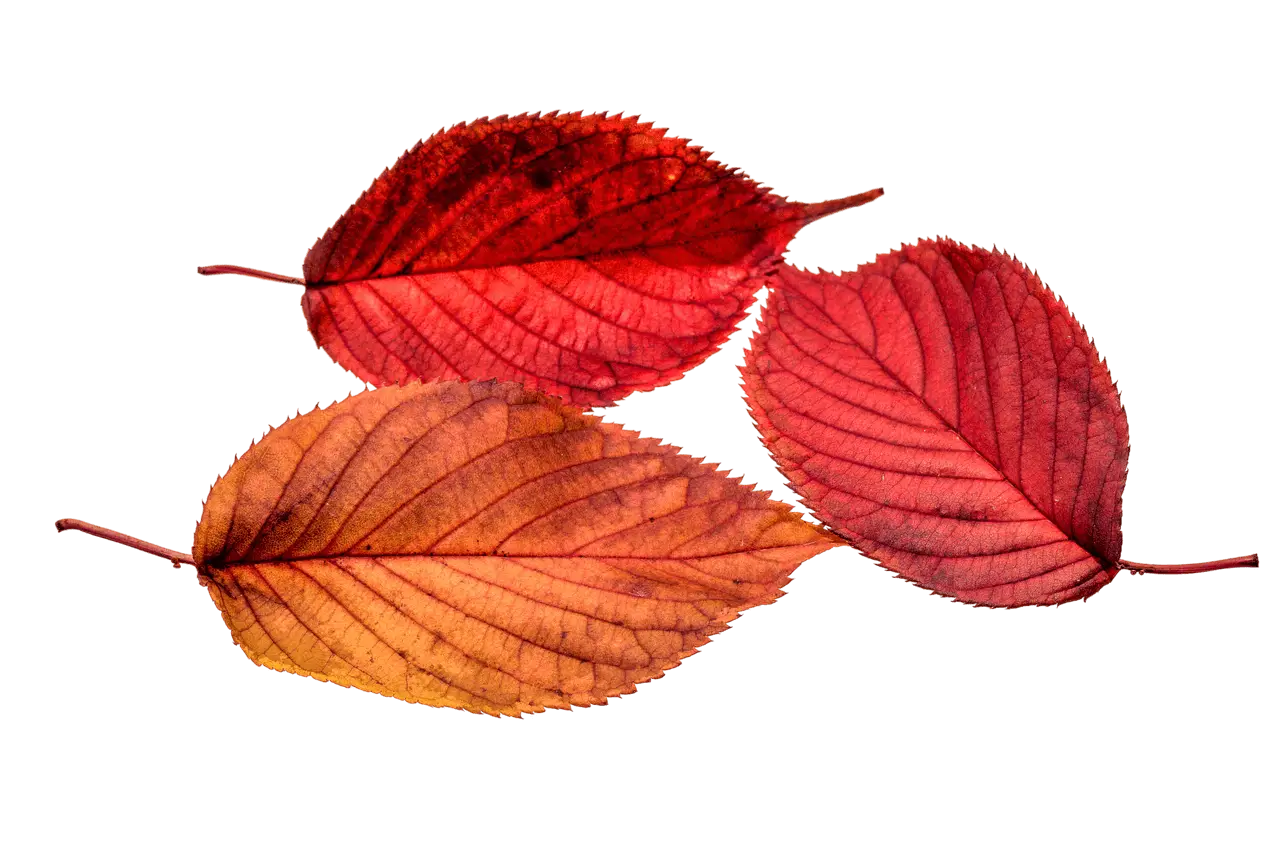 Autumn Red Leaves for Seasonal Display