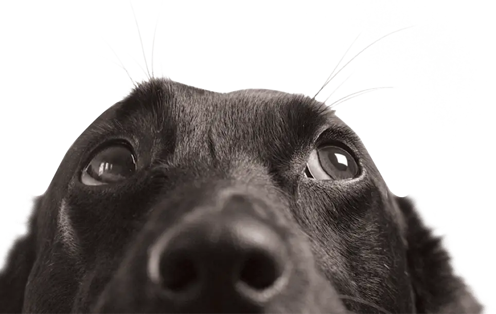 Black Dog Close-Up