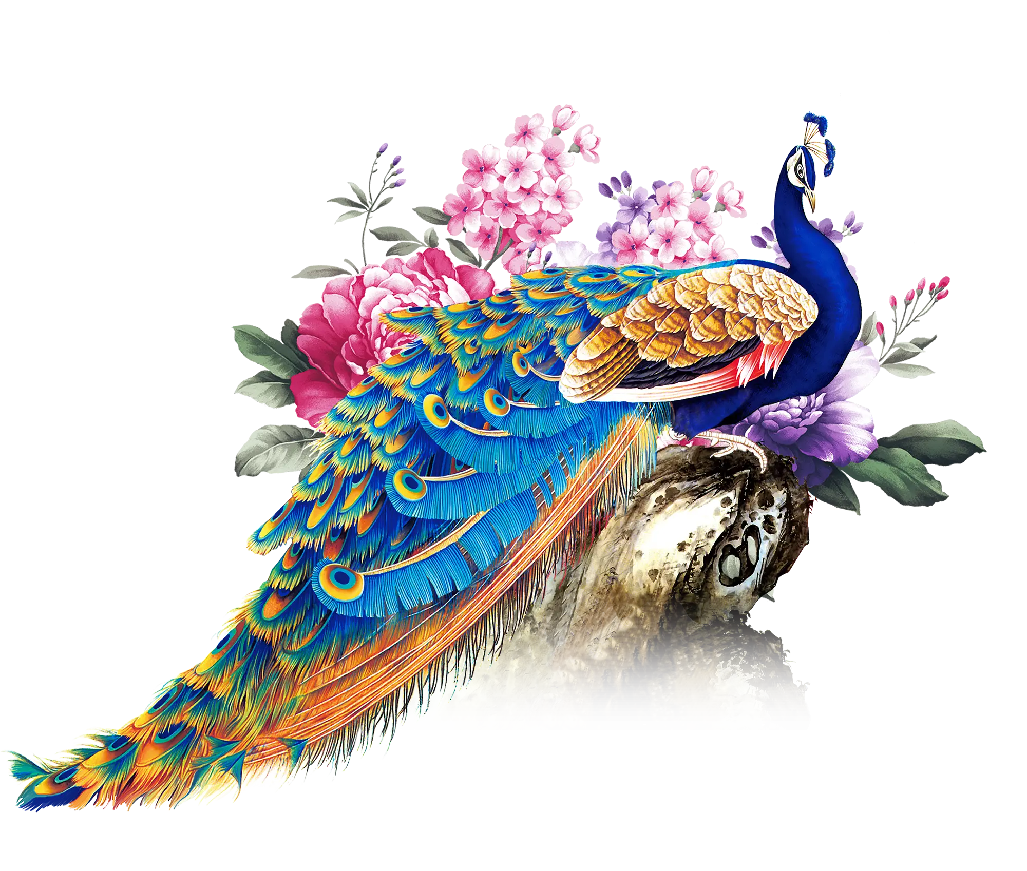 Elegant Peacock with Floral Background