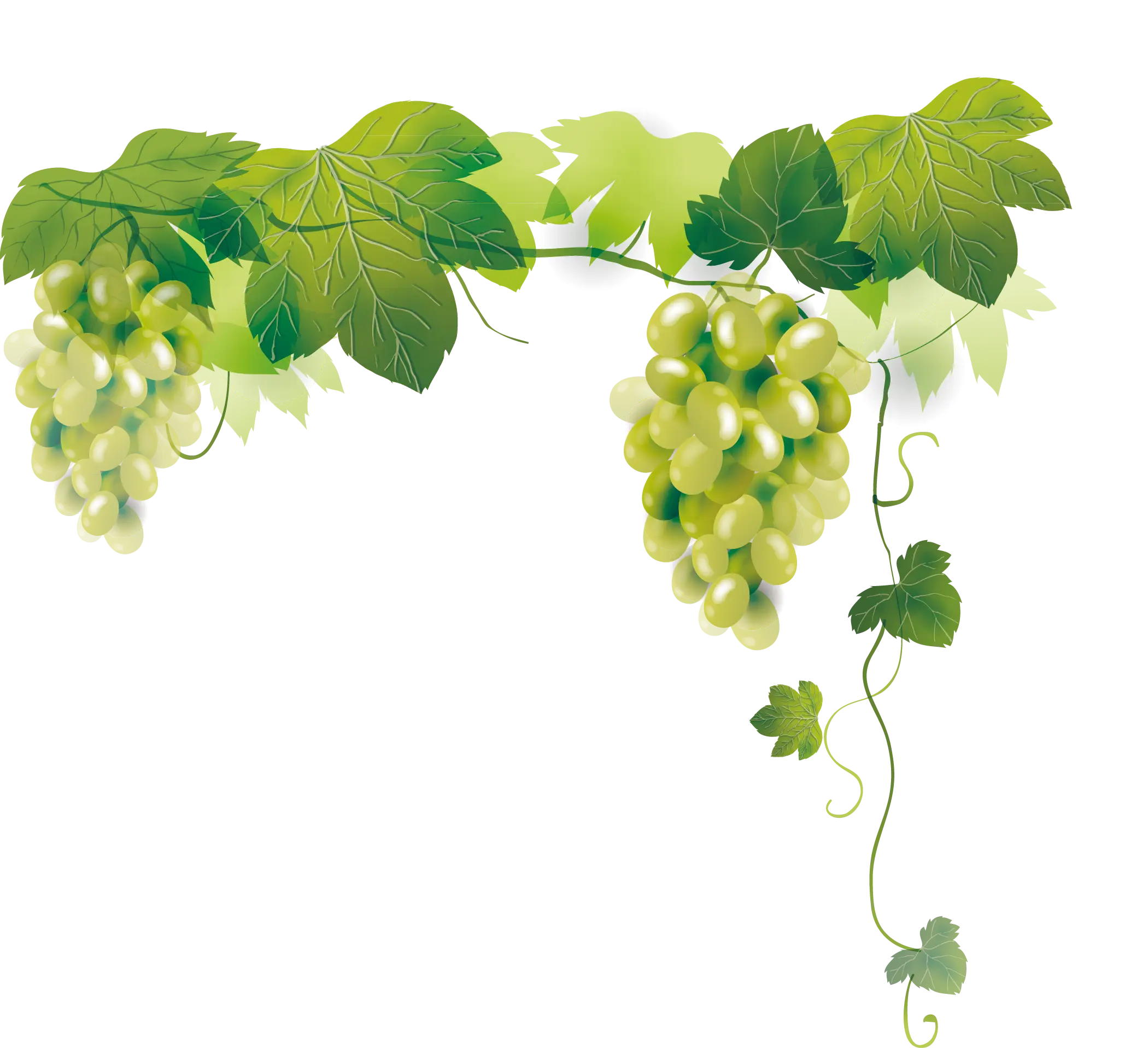 Green Grapes on a Vine