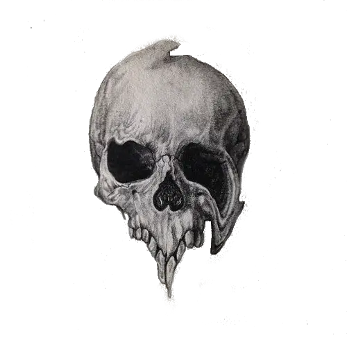 Detailed Skull Illustration