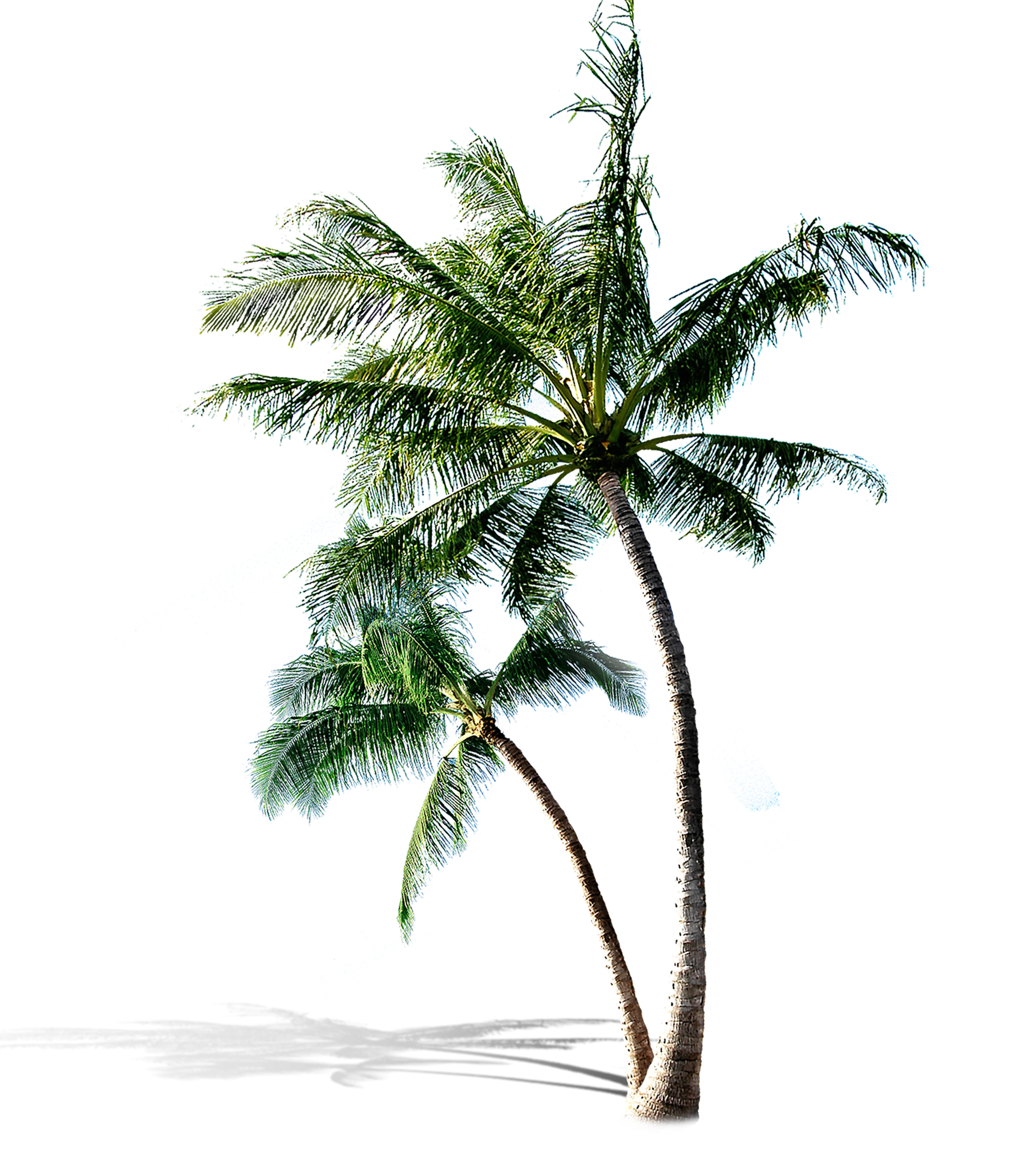 Tropical Palm Trees Illustration