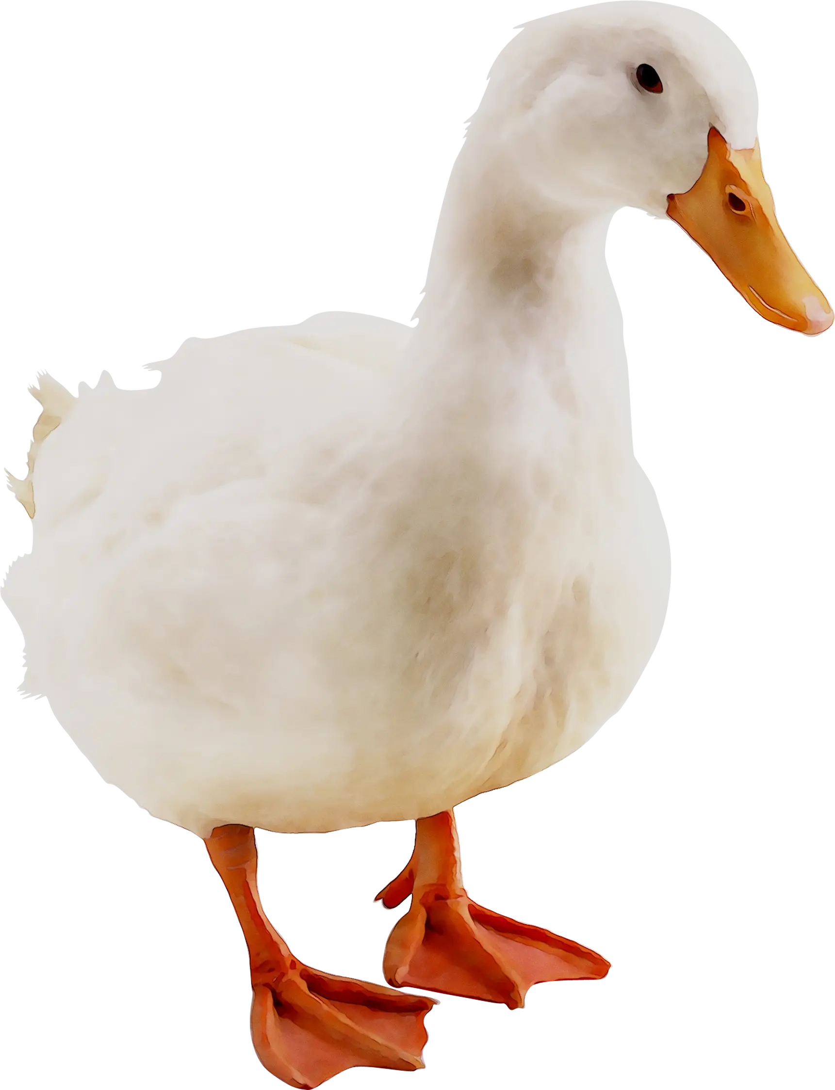 White Duck with Orange Feet