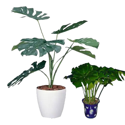 Indoor Potted Plants