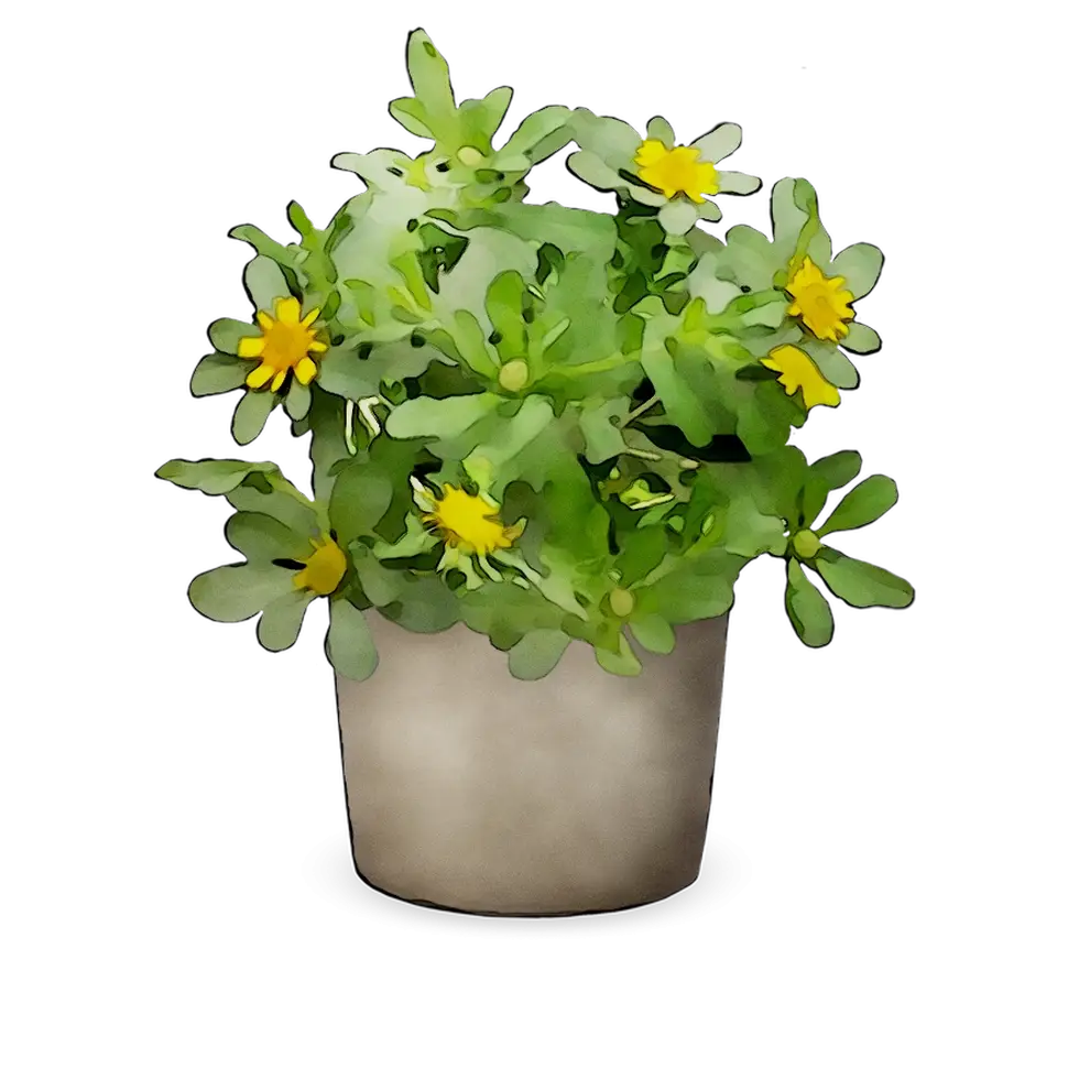 Potted Plant with Yellow Flowers