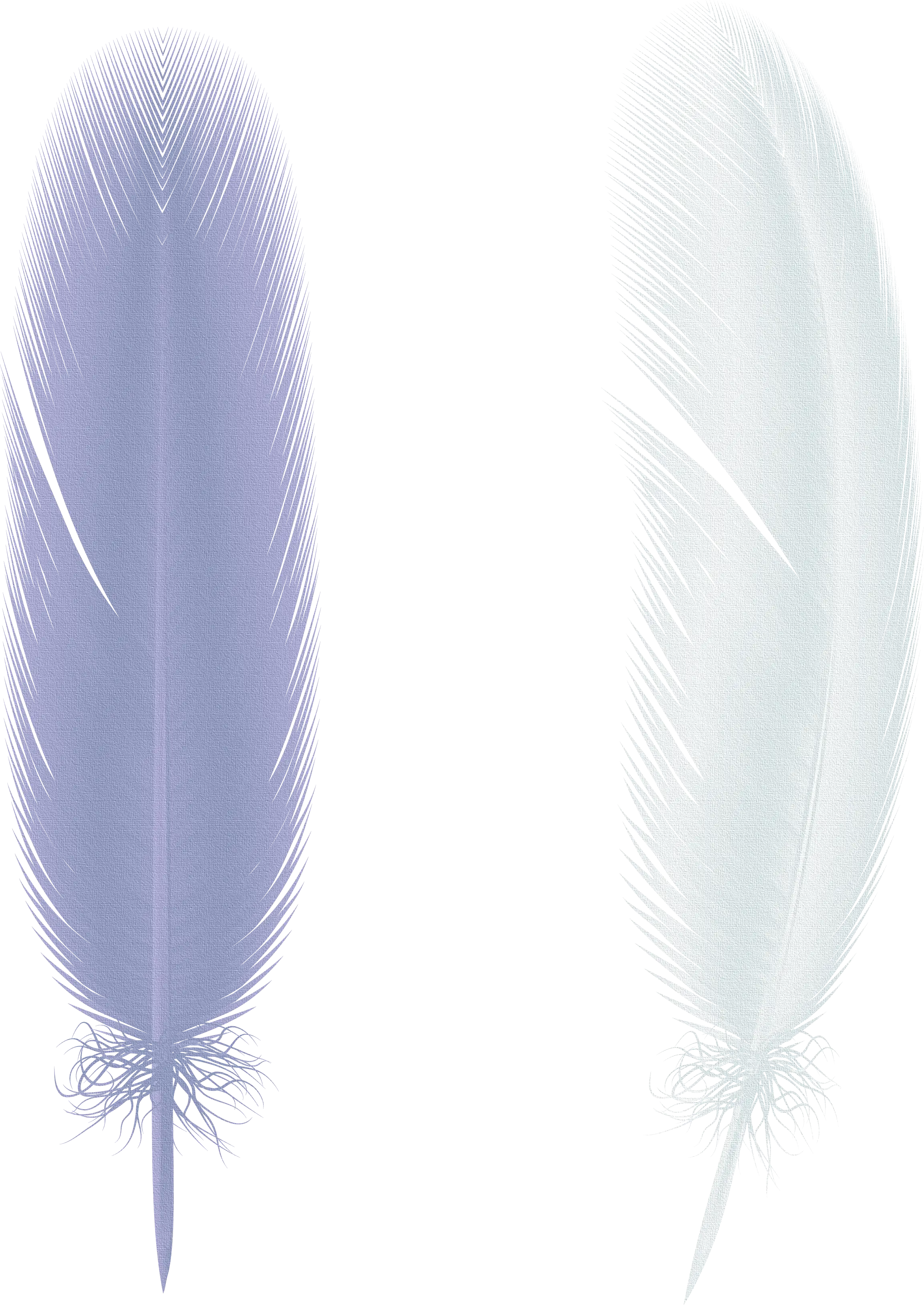 Blue Feather Illustration with Delicate Design