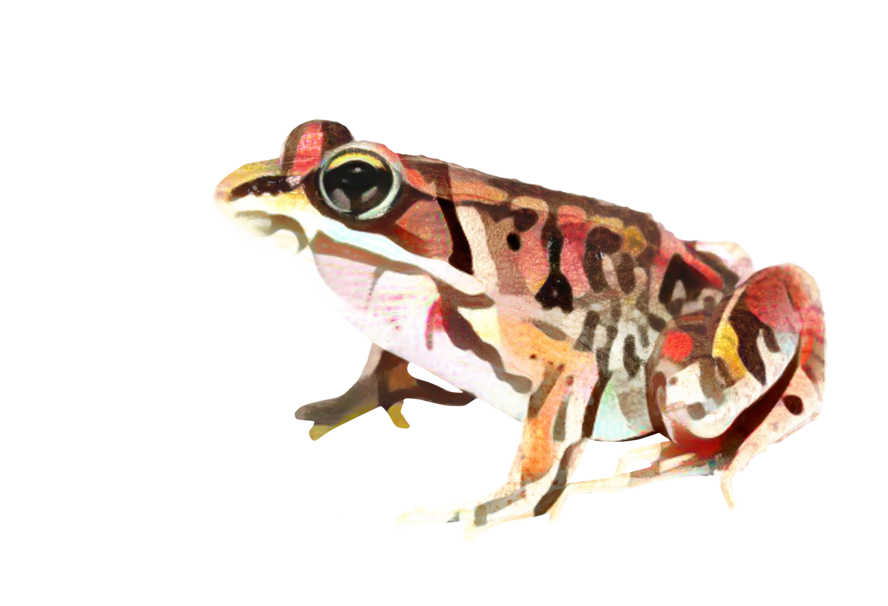 Colorful Frog Illustration
