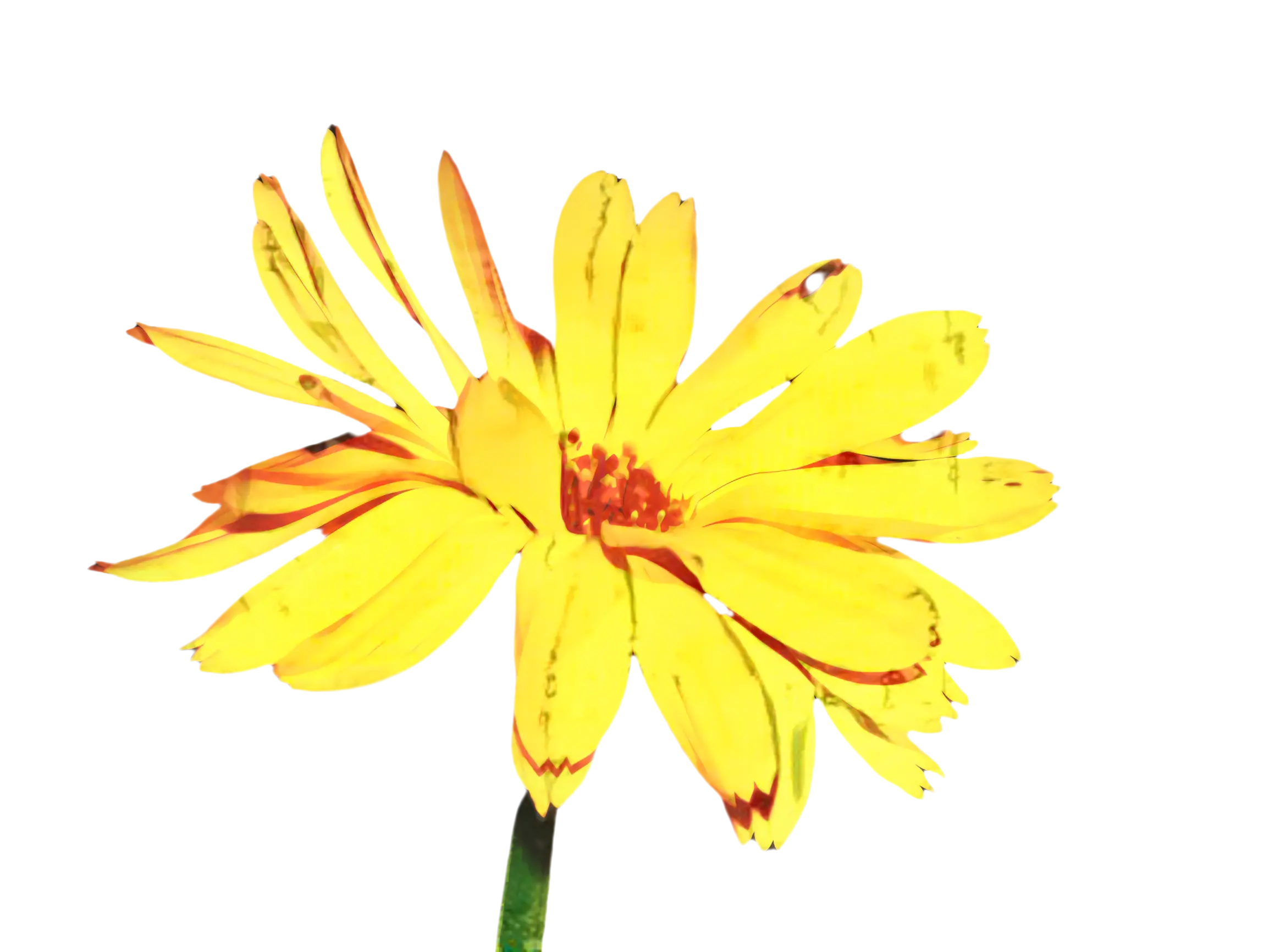 Yellow Daisy Illustration