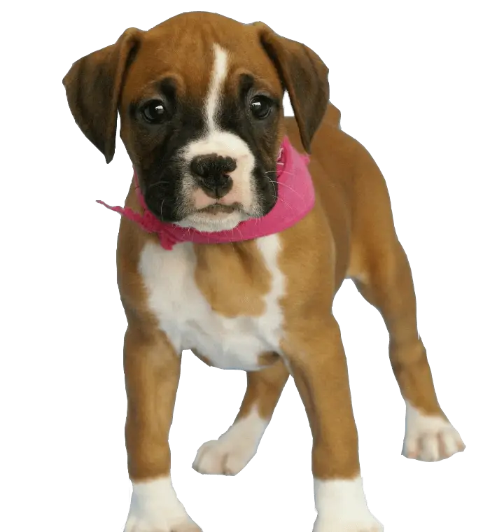 Brown Puppy with a Pink Scarf