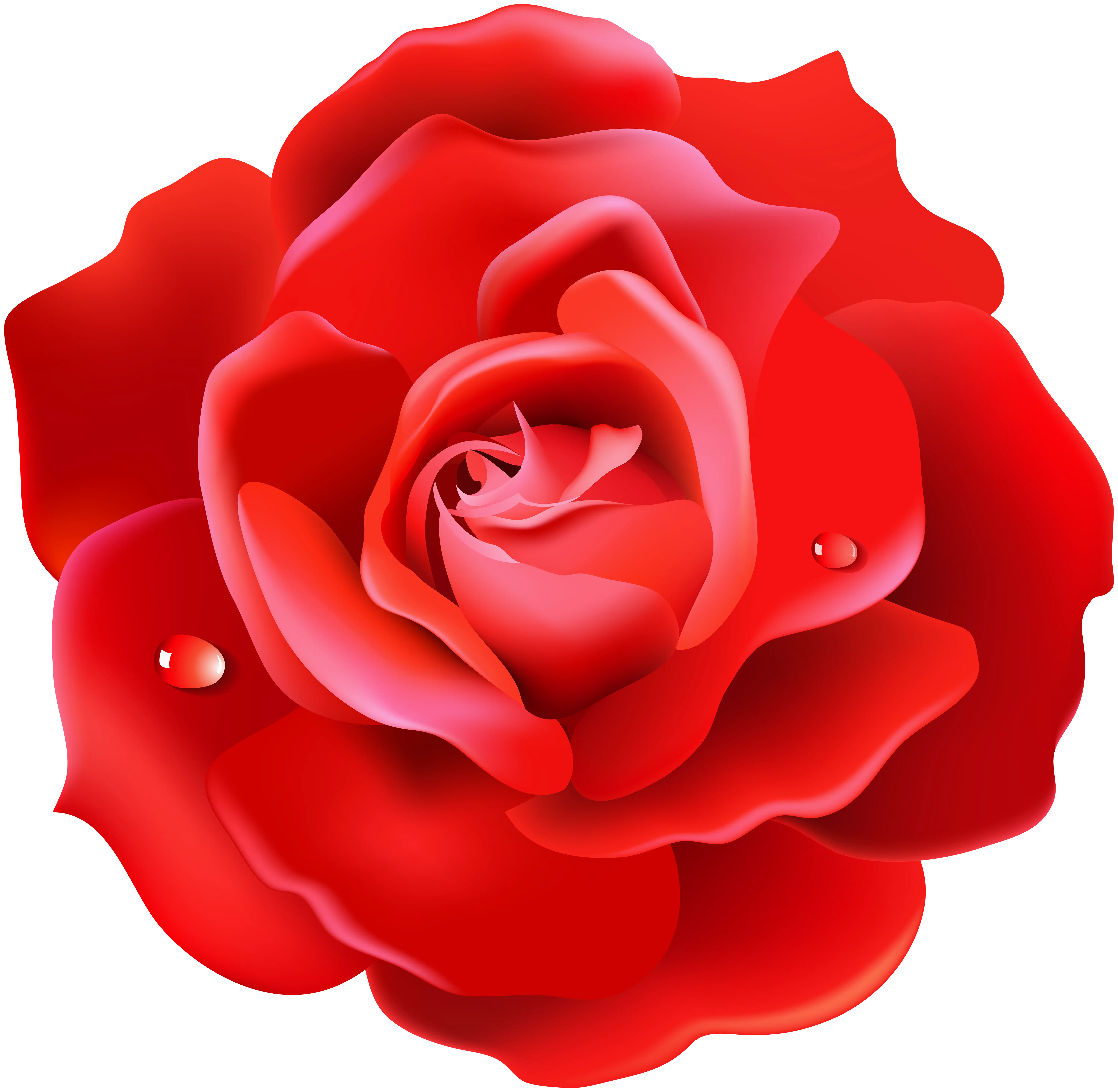 Romantic Red Rose Flower as Love Symbol