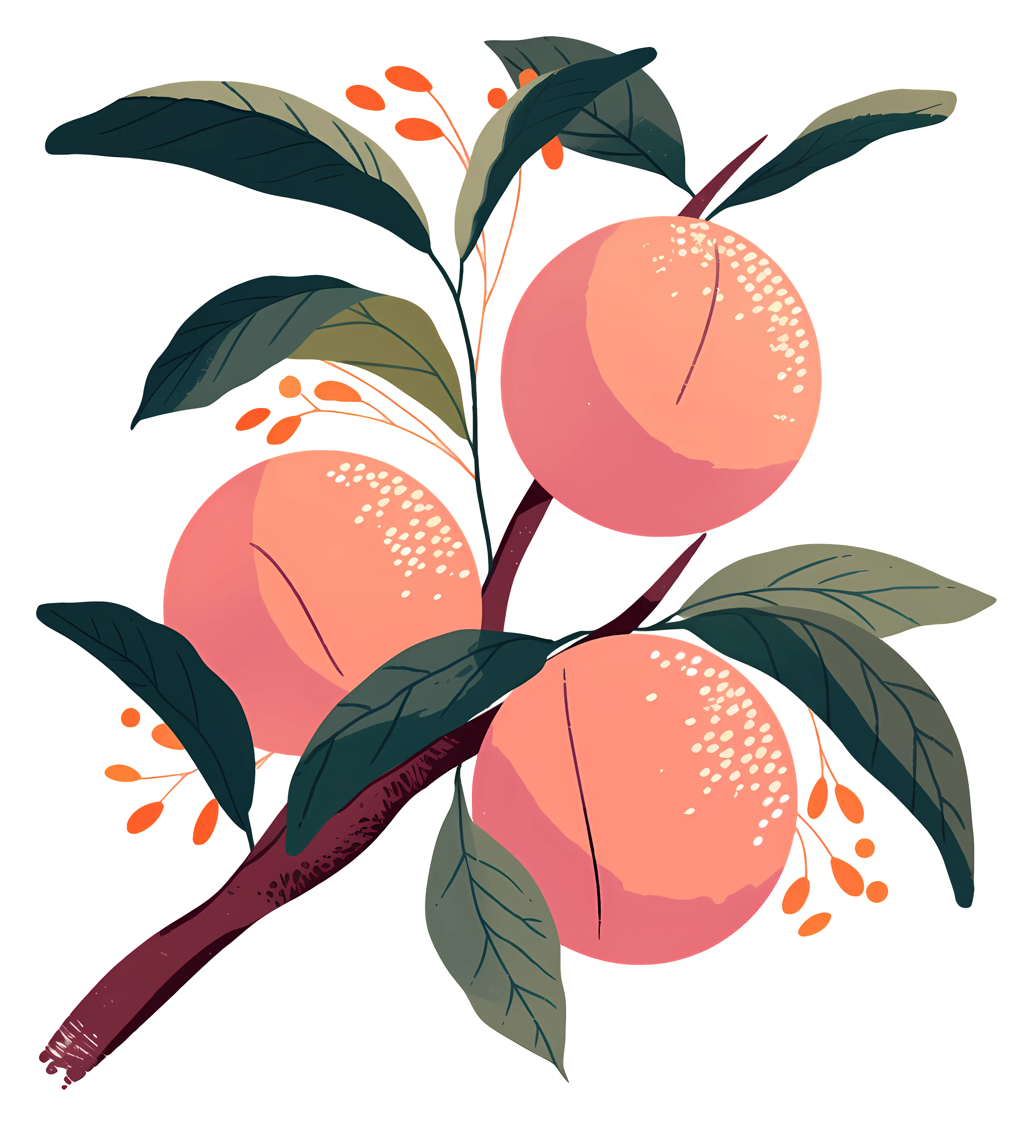 Botanical Illustration of Peach on Branch