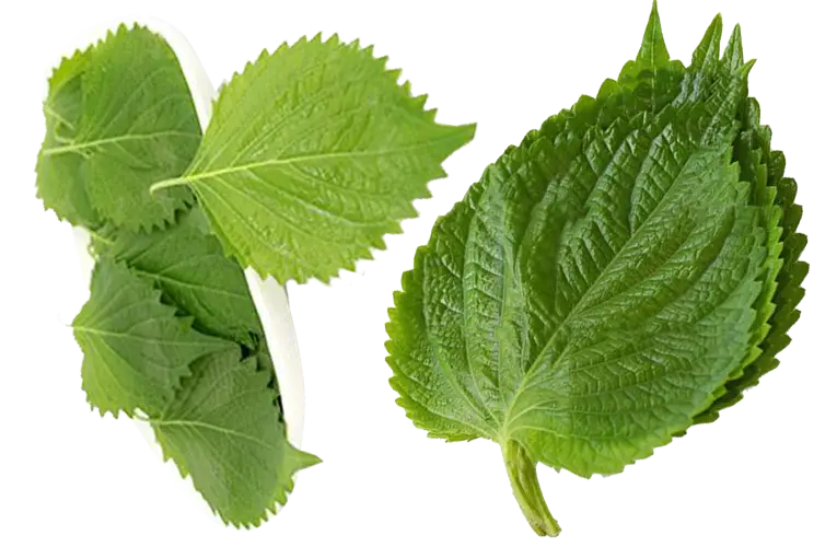 Fresh Green Leaves