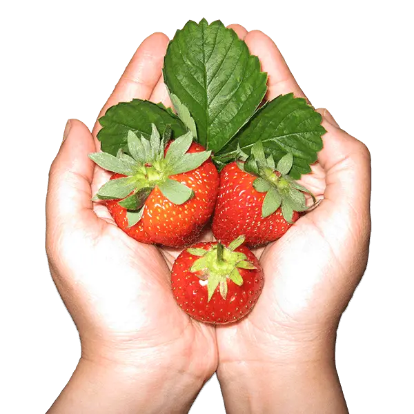 Fresh Red Strawberries in Hands