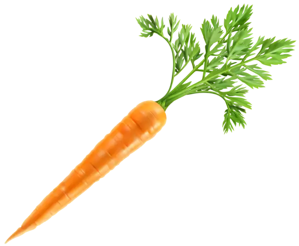 Fresh Orange Carrot with Green Leaves