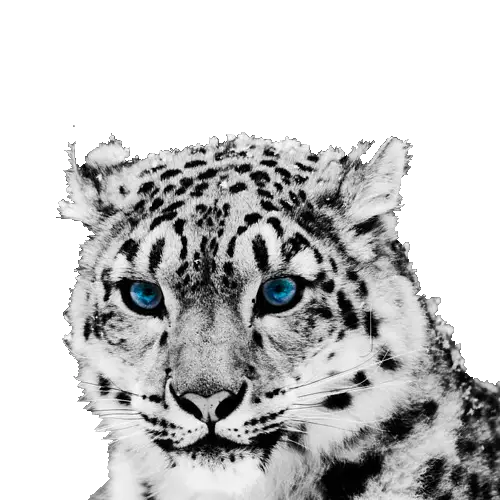 Leopard Face with Blue Eyes