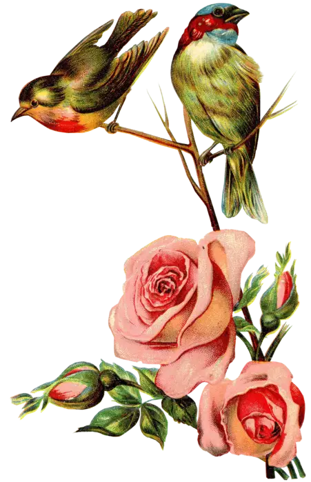 Birds and Roses on Branch