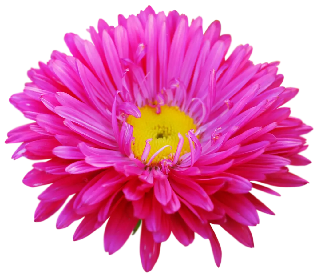 Pink Chrysanthemum with Bright Yellow Center