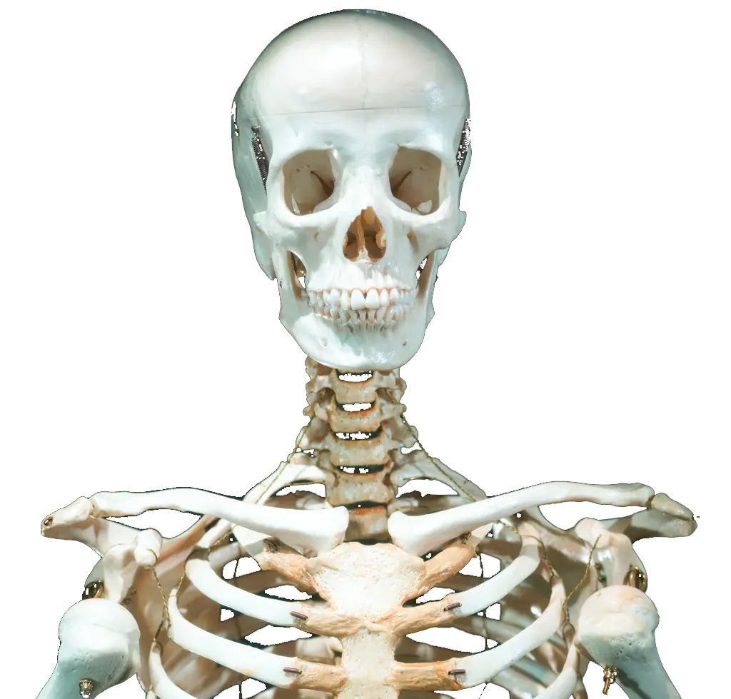 Human Skeleton Anatomy Illustration