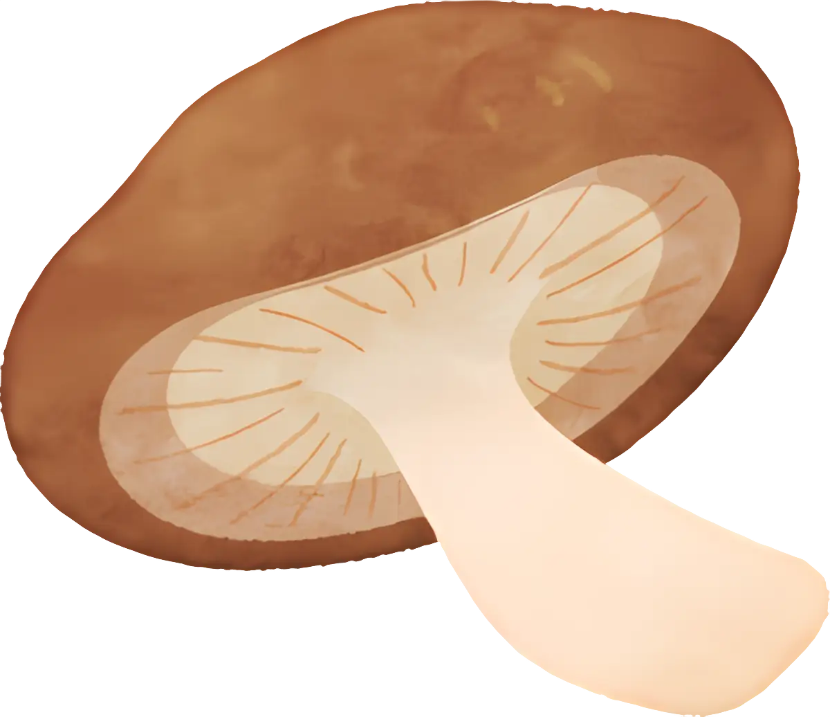 Detailed Brown Mushroom Illustration