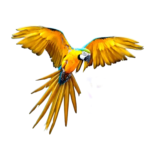 Yellow Macaw in Mid-Flight