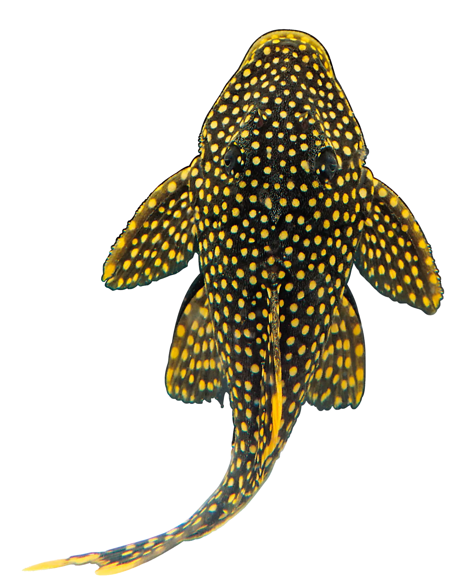 Colorful Spotted Plecostomus Fish