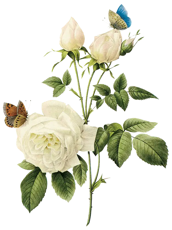 White Rose Illustration with Butterflies