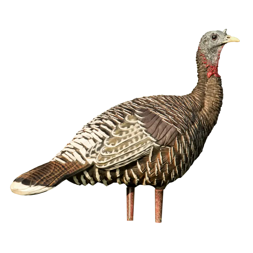 Realistic Turkey Illustration