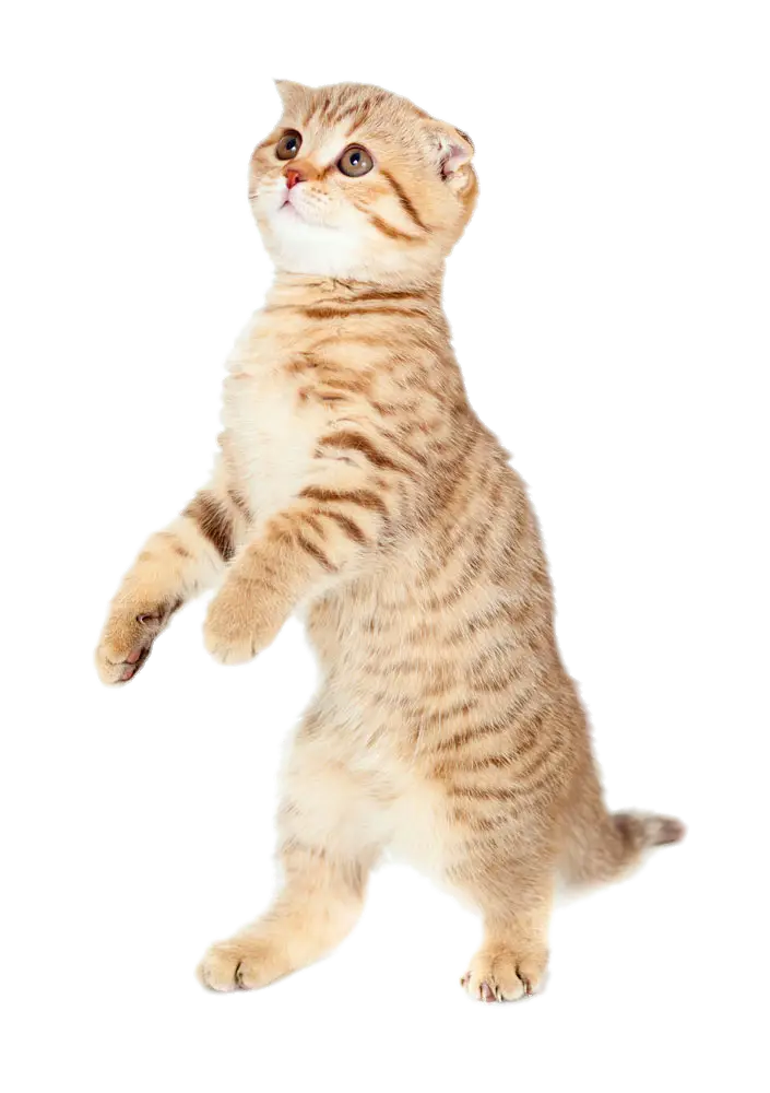 Standing Kitten
